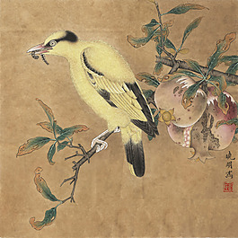 石榴 黄鸟