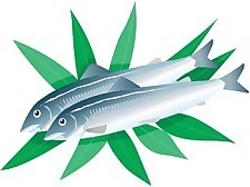 魚矢量圖2