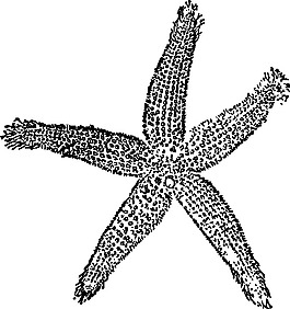魚星剪貼畫