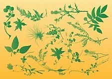 植物的矢量图形