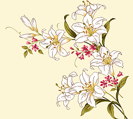 清新百合花