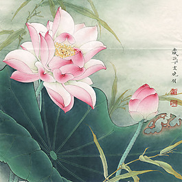 粉荷清幽