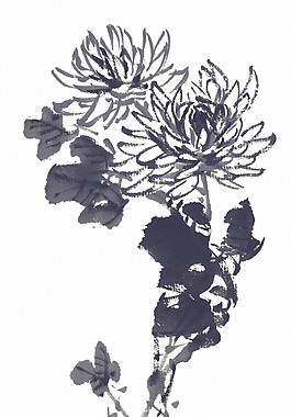 菊花藝術(shù)