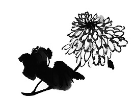 菊花開了