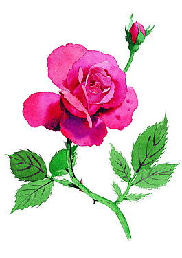 玫瑰花