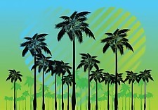 免費(fèi)的棕櫚樹矢量