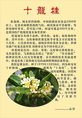 十龍桂