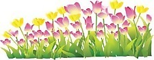 郁金香花16