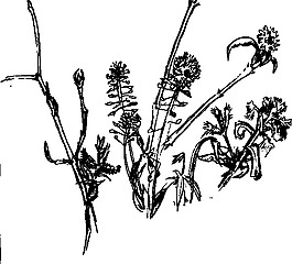 forest_plants2004剪貼畫