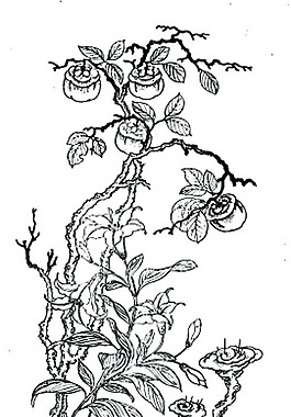 植物花
