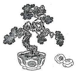 盆栽植物