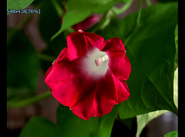 牽牛花盛開實(shí)拍視頻素材