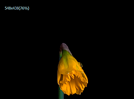 黃色鮮花盛開實(shí)拍素材