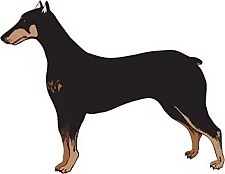 杜賓犬矢量3