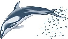 海豚3向量