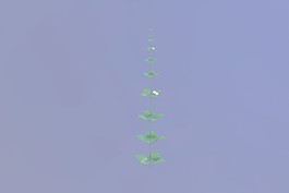 植物