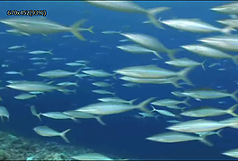 海底魚群