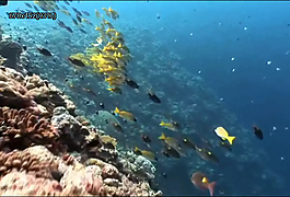 海底水魚