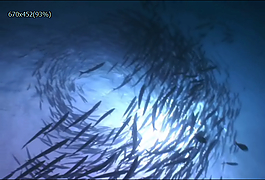海底魚
