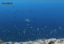 海底生物