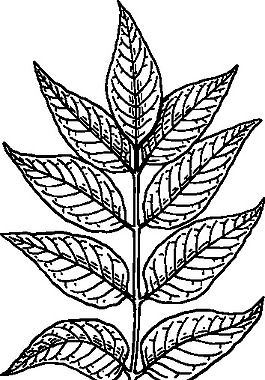 灰葉剪貼畫