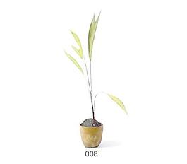 植物盆栽室內(nèi)裝飾素材免費下載室內(nèi)盆栽模型 41