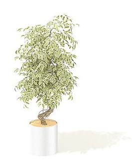 植物盆栽室內(nèi)裝飾素材免費(fèi)下載3d模型素材 2