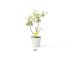 植物盆栽室內(nèi)裝飾素材免費下載盆栽3d模型免費下載 73