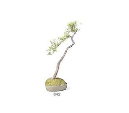 植物盆栽室內(nèi)裝飾素材免費下載盆栽3d模型素材 77
