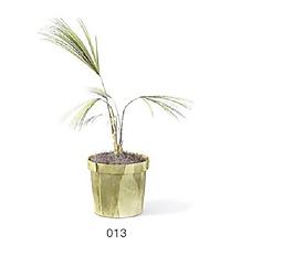 植物盆栽室內(nèi)裝飾素材免費(fèi)下載3d模型素材 47