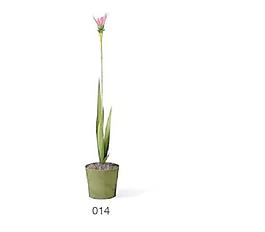 植物盆栽室內(nèi)裝飾素材免費(fèi)下載盆栽3d模型免費(fèi)下載 48