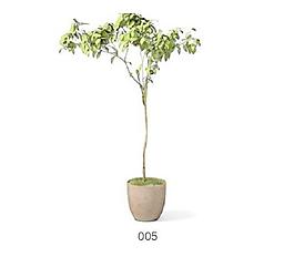 植物盆栽室內(nèi)裝飾素材免費(fèi)下載3d模型素材 38