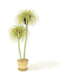 植物盆栽室內(nèi)裝飾素材免費(fèi)下載盆栽3d模型免費(fèi)下載 46