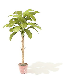 植物盆栽室內(nèi)裝飾素材免費下載盆栽3d模型免費下載 133