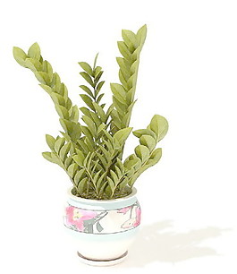 植物盆栽室內(nèi)裝飾素材免費(fèi)下載室內(nèi)盆栽模型 149