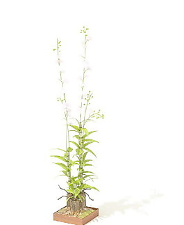 植物盆栽室內(nèi)裝飾素材免費(fèi)下載室內(nèi)盆栽模型 165