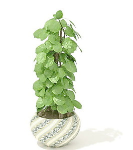 植物盆栽室內(nèi)裝飾素材免費(fèi)下載盆栽3d模型免費(fèi)下載 147
