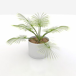 植物盆栽室內(nèi)裝飾素材免費(fèi)下載3d模型素材 181