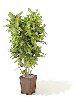 植物盆栽室內(nèi)裝飾素材免費下載盆栽3d模型免費下載 138