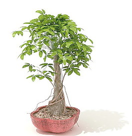 植物盆栽室內(nèi)裝飾素材免費(fèi)下載盆栽3d模型素材 142