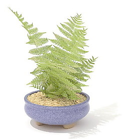 植物盆栽室內(nèi)裝飾素材免費下載3d模型素材 156