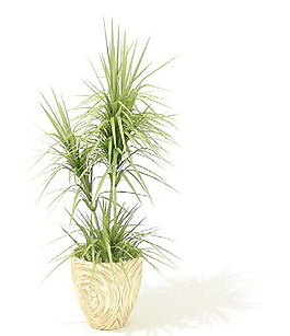 植物盆栽室內(nèi)裝飾素材免費下載室內(nèi)盆栽模型 160
