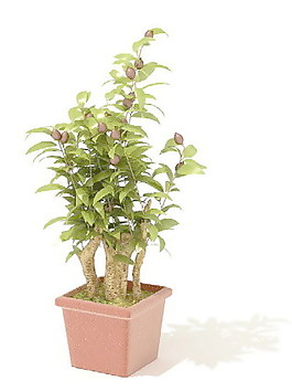 植物盆栽室內(nèi)裝飾素材免費(fèi)下載3d模型素材 168