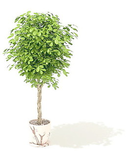 植物盆栽室內(nèi)裝飾素材免費下載3d模型素材 150