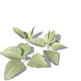 植物花草裝飾素材室內裝飾用品素材3d模型素材 9