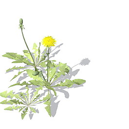 植物花草裝飾素材室內裝飾用品素材3d模型素材 13