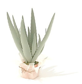 植物盆栽室內(nèi)裝飾素材免費(fèi)下載3d模型素材 158