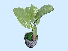 植物盆栽室內(nèi)裝飾素材免費(fèi)下載3d模型素材 188