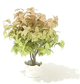 植物盆栽室內(nèi)裝飾素材免費(fèi)下載3d模型素材 195