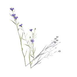 植物花草裝飾素材室內(nèi)裝飾用品素材3d模型素材 49